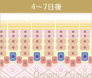 施術4日〜7日