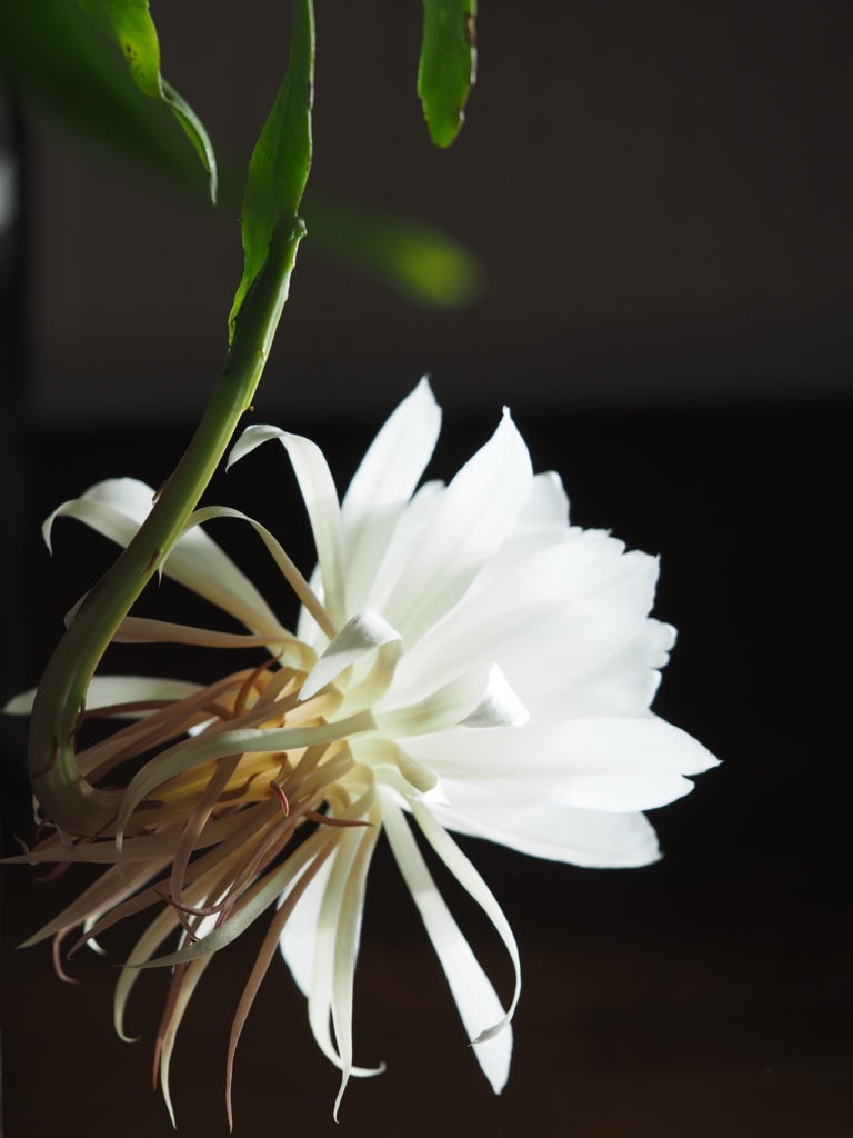 サロンの月下美人が咲きました！