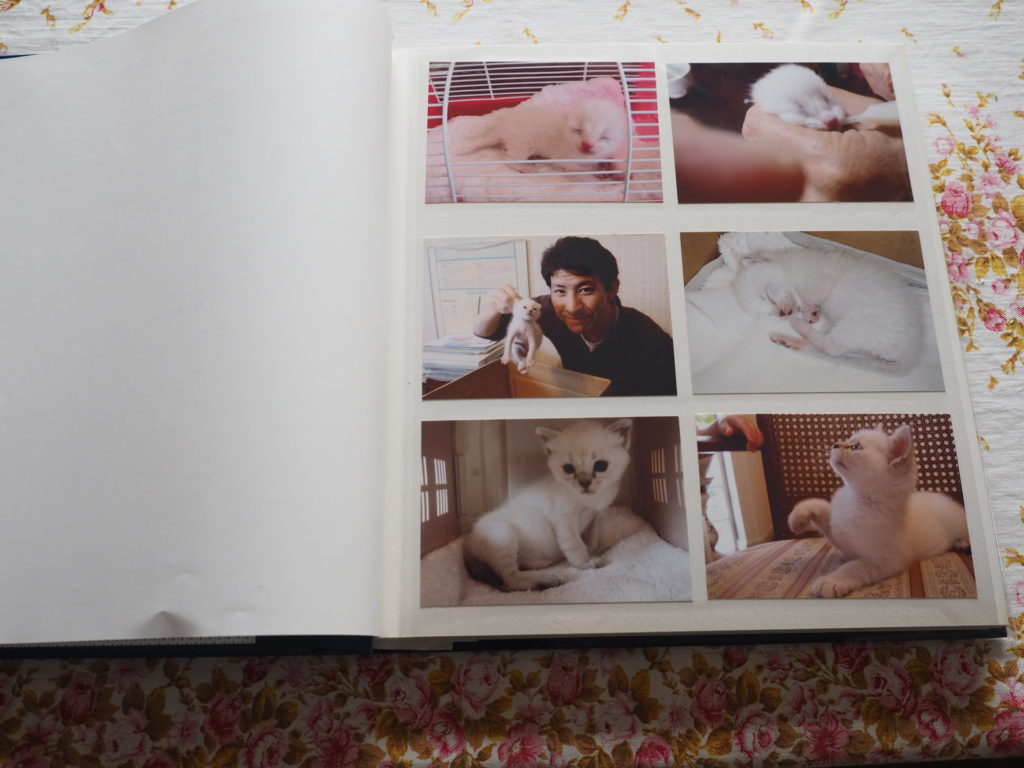 ミーちゃん天国に行きました