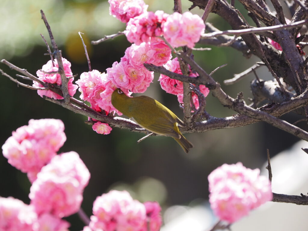 サロンの庭の梅が咲いています！