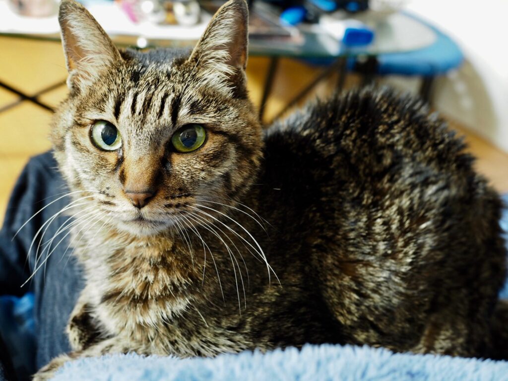 三女ミミちゃん　１５歳になりました♡