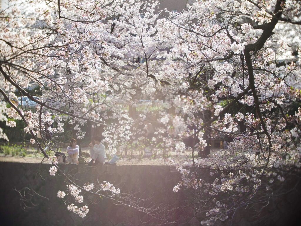 夙川の桜を眺めながら・・・