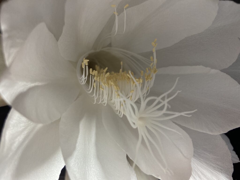 月下美人と総裁選