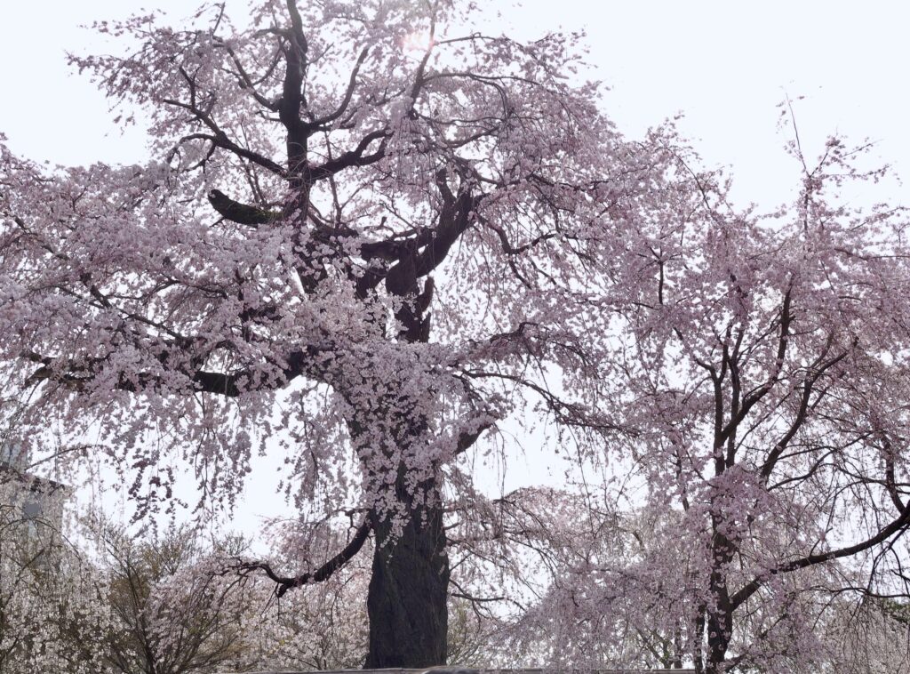 お墓参りか花見か？（笑）