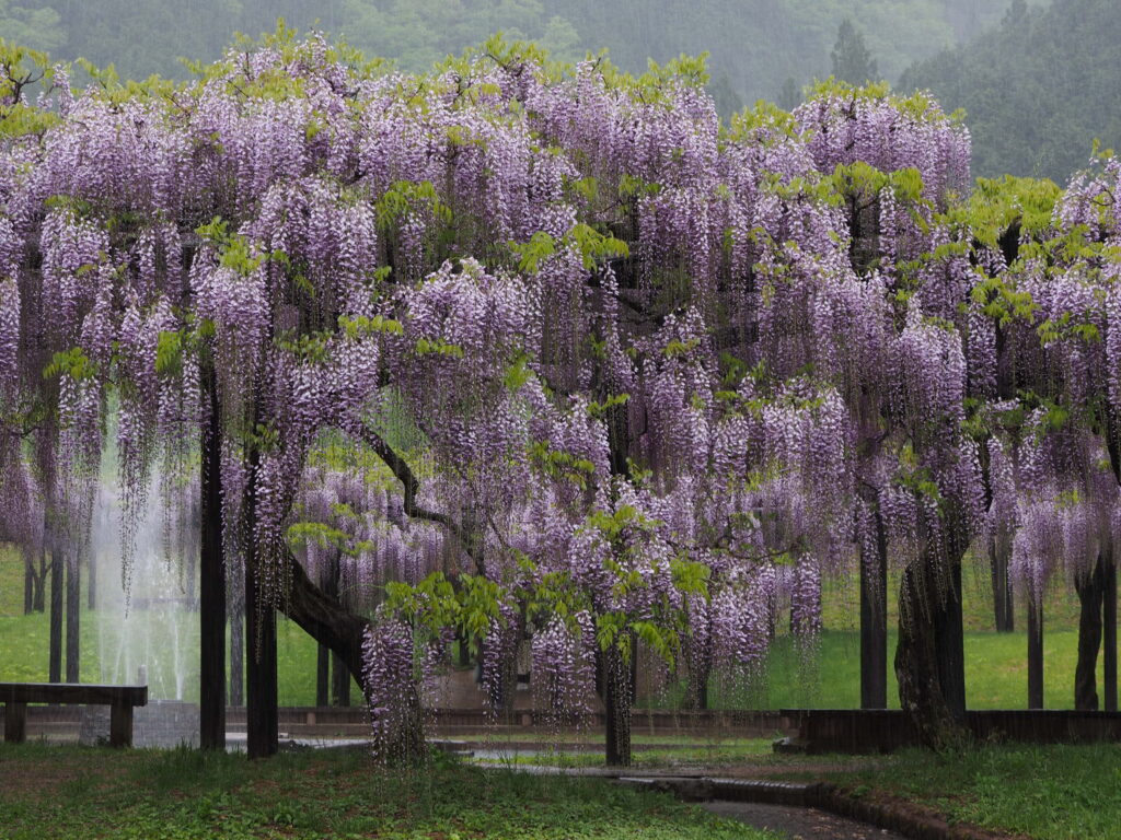 両親の付き合いでバスツアーに参加する