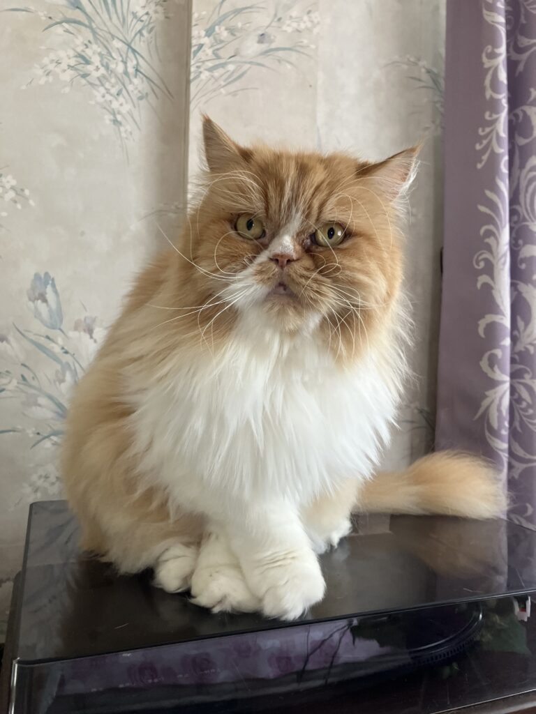 愛猫ナナちゃんのお見送りをしました😭